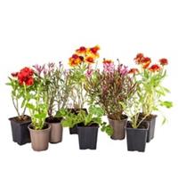Hardy Perennial Plant Lucky Dip Collection (5 plants)