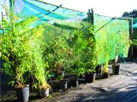 COTTAGE GARDEN INSTANT BORDER plant collection inc. sumach tree, japanase maple