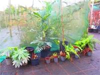 SHADE FERNERY BORDER plant collection - 13 plants inc. 4.5ft Japanese maple