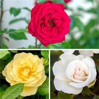 Rose 'Florist's Delight' Collection, Set of Three Bare Root Roses
