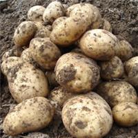 Seed Potato 'Rocket' (Early) 2.5kg