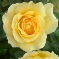 Harkness Rose Alfie Boe, Bare Root, Canary Yellow Blooms, Fragrant Roses