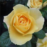 Rose Harmony, Hybrid Tea Bare Root Rose, Fragrant Yellow Blooms, Summer Flowers