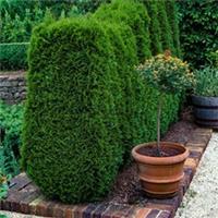 Thuja occidentalis 'Smaragd', 12 x 9cm Pots, Ready to Plant
