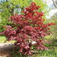 Acer Palmatum Bloodgood Japanese Maple Purple Shrubs Tree Outdoor 3L Pot 40cm