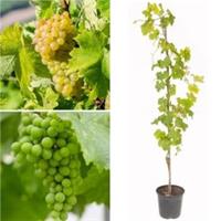 Grape Lakemont White Seedless Outdoor Grape Vine Climbing Fruit Plant