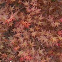 Acer palmatum 'corallinum' GRAFTED 50-70cm | Japanese maple | Smooth Japanese ma