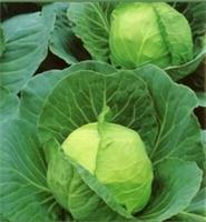 50 CABBAGE SEEDS GOLDEN ACRE,(primo ll) VEGETABLE SEEDS