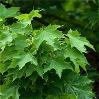 2x Norway Maple Tree | Acer platanoides Jumbo Plug Plants