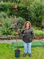 1 x Acer Palmatum Crimson King . 180cm.inc pot.