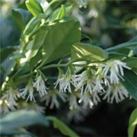 Sarcococca Confusa Hardy Scented Shrub Plant 9cm, 2L & 3L Nursery Pot Plants T&M
