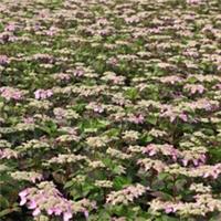 Hydrangea Shrub Plant 'Endless Summer Twist & Shout' 1 or 2 x 3L or 5L Pot T&M