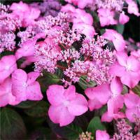 Hydrangea Hardy Shrub Flower Bushy Garden Plant 'Avelroz' 1 or 2 x 3.6L Pot T&M