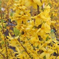 T&M Forsythia Shrub Flowering Garden Plant 'Goldrausch' 1 or 2 x 10L or 9cm Pots