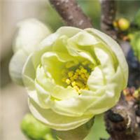 Chaenomeles Hardy Shrub Deciduous Garden Plant 'Yukigoten' 1 or 2 x 3.6L Pot T&M