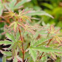 Acer Palmatum Hardy Tree Bushy Deciduous Garden Plant Butterfly 10.5cm Pots T&M