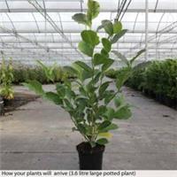 Magnolia Hardy Shrub Flowering Garden Plant 'Merrill' 1 or 2 x 3.6L Pot T&M