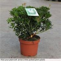 Pieris Hardy Shrub Flower Garden Plant 'Debutante' 1 or 2 x 9cm / 3L Pot T&M