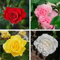 T&M Rose Half Standard Collection Cottage Garden Flowering 1 of each Bareroots