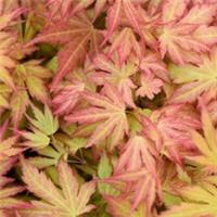 Acer palmatum Orange Dream 10.5cm Hardy Tree Potted Garden Trees T&M