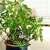 Dwarf Fig Tree Hardy Garden Plants Fruiting Little Miss Figgy 2 x 9cm Pot T&M