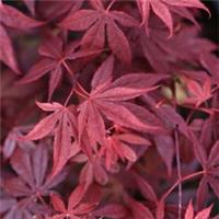 Acer Palmatum Atropurpureum 3 Litre Hardy Japanese Maple Potted Garden Tree T&M