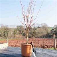 T&M Japanese Coral-Bark Maple Acer palmatum Plant Sango-kaku 3Litre Potted Plant