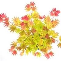 T&M Shirasawa Japanese Maple Acer shirasawanum Moonrise 3-Litre Potted Plants