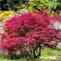 T&M Acer Palmatum Atropurpureum Hardy Japanese Garden Maple Tree 9cm Plant Pot