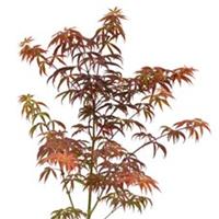 Acer Palmatum Starfish 3 Litre Potted Hardy Garden Tree T&M