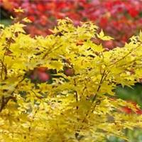 Acer Palmatum Bi Hoo Hardy Potted Garden Trees T&M
