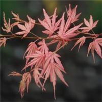 T&M Acer Japanese Jewel palmatum Taylor Hardy Tree x2 3 Litre Potted Plant