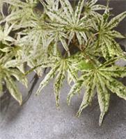 T&M Acer palmatum Ukigumo Garden Hardy Tree Foliage 1 or 2x 3 Litre Potted Plant