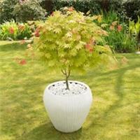 T&M Shirasawa Japanese Maple Acer shirasawanum Moonrise 2x 3 Litre Potted Plants