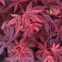 Japanese Maple Atropurpureum Acer Palmatum Tree Purple-Red 2 x 10.5cm Pot by T&M
