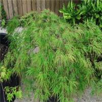 Acer Palmatum 'Seiryu' Deciduous Maple Vibrant Autumn Tree Plant 1 x 9cm Pot