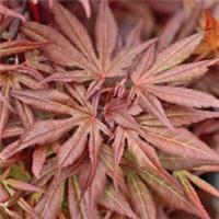 Acer 'Atropurpureum' - Purple-Red Foliage, Dramatic Garden Accent 2x 7cm Pots