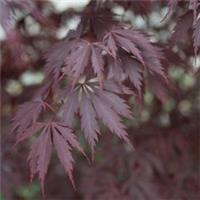 Acer 'Black Lace' - Dark Purple Foliage, Hardy for Partial Shade - 3 Litre
