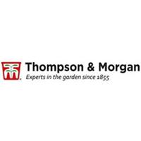 Acer palmatum - 3x 3.5 Litre Japanese Maple Tree, Colour-Changing Foliage