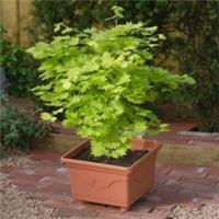 Acer shirasawanum 'Aureum' - Yellow-Leafed Tree, Fiery Autumn - 3 Litre