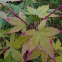 Japanese Maple 'Sango-kaku' - Coral-bark Tree, 1x 4L Potted Plant