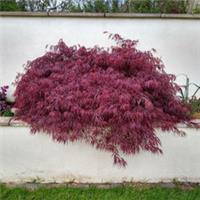 Acer Palmatum Garnet 3 Litre Pot x 1 by Thompson & Morgan