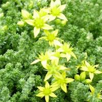 Sedum acre 1 Litre Pot x 1 by Thompson & Morgan
