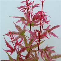 Acer palmatum Phoenix 9cm Potted Plant by T&M