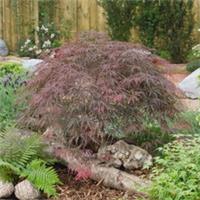 Acer palmatum Royal Garnet 9cm Potted Plant by T&M