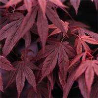 Acer palmatum Atropurpureum 9cm Potted Plant by T&M