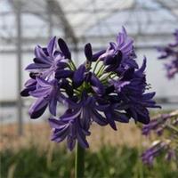Agapanthus Northern Star 1 Litre Potted Plant x 1 by Thompson & Morgan