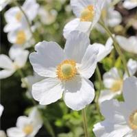 Anemone Sylvestris 1 Litre Potted Plant x 1 by Thompson & Morgan