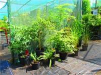 JAPANESE DECIDUOUS INSTANT BORDER plant collection - 11 plants shipped together