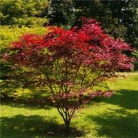 Acer Palmatum Emerald Lace 9cm & 8 Litre Potted Plant by Thompson & Morgan